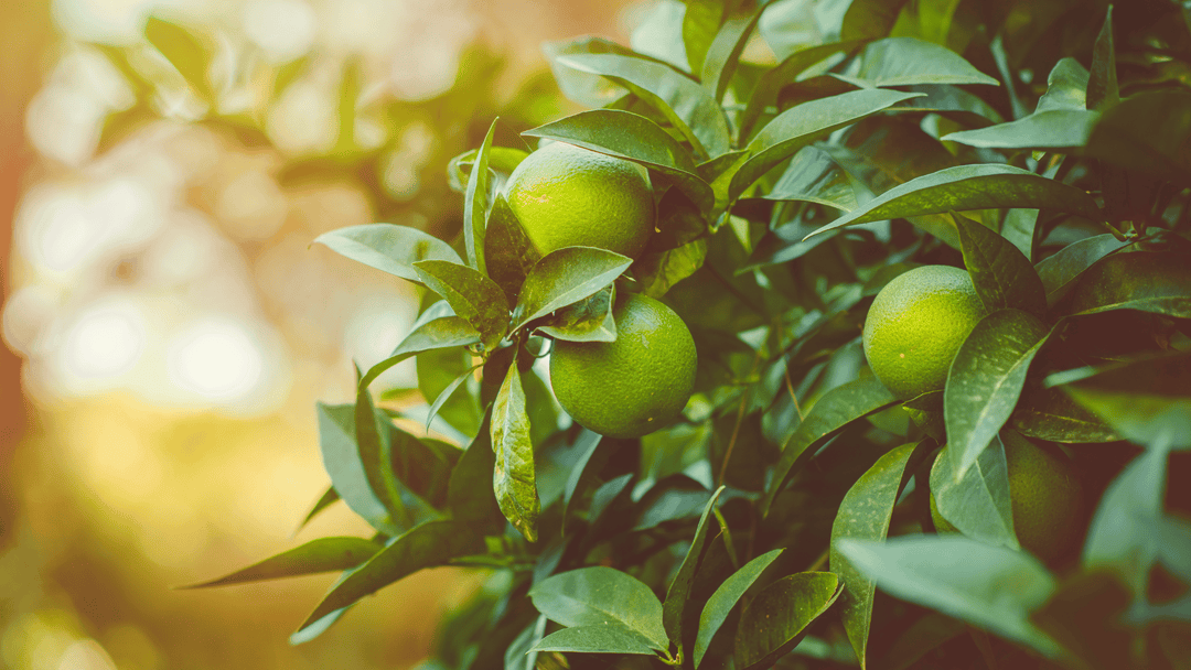 Citrus-frukter som hänger i ett träd i solnedgången.