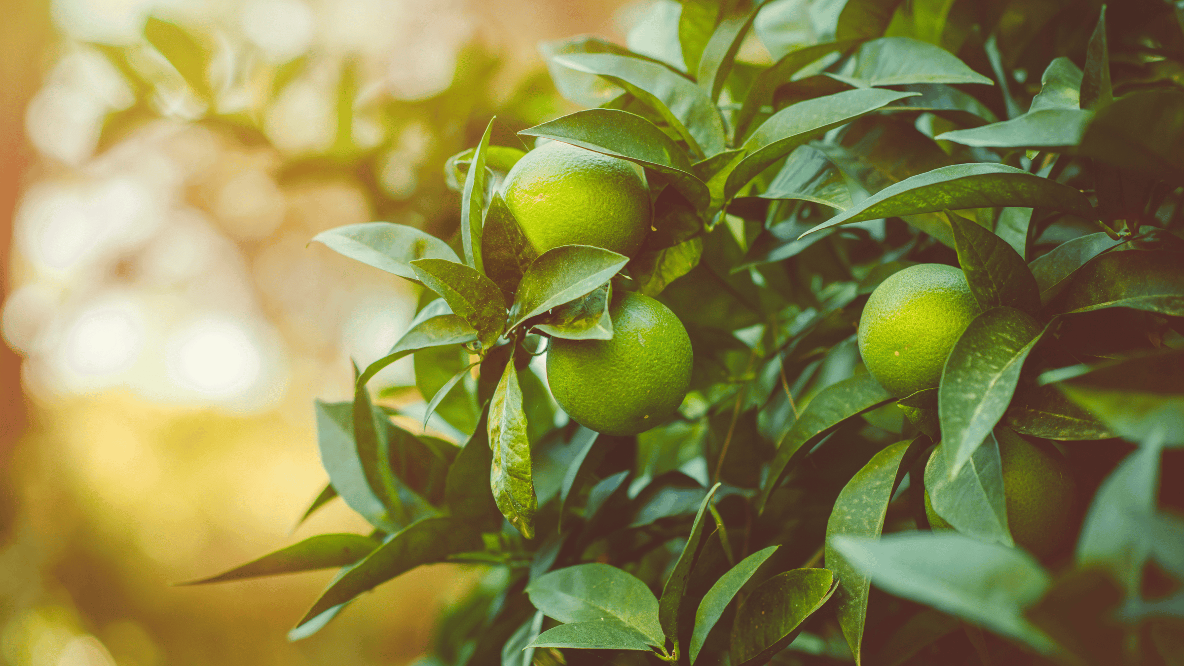 Citrus-frukter som hänger i ett träd i solnedgången.